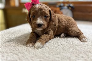 Trinity - puppy for sale