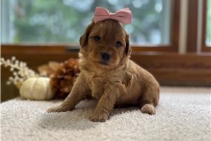 Tracy - puppy for sale