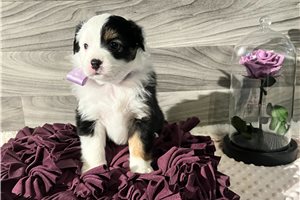 Carina - Australian Shepherd for sale