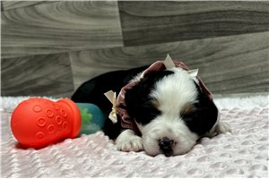 Cassie - Australian Shepherd for sale