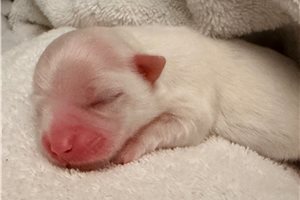 Marquis - Maltese for sale