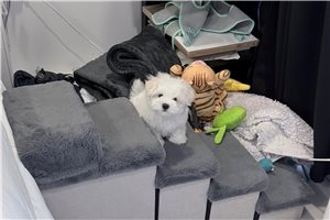 Marquis - Maltese for sale