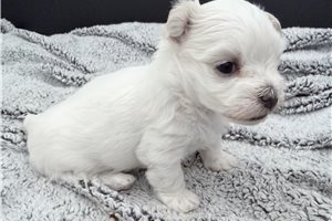 Mandy - Maltese for sale