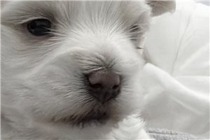 Marquis - Maltese for sale