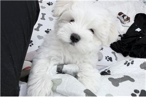 Marquis - Maltese for sale