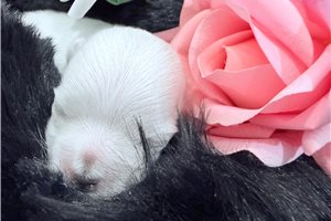 Maiden - puppy for sale