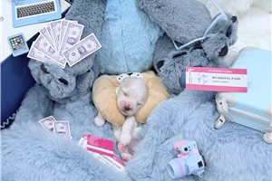Marco - puppy for sale