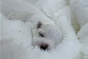 Mandy - Maltese for sale