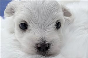 Marco - Maltese for sale
