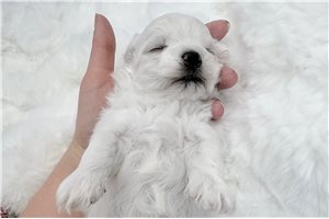 Mallory - Maltese for sale