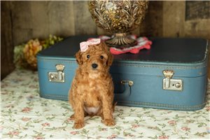 Chloe - puppy for sale
