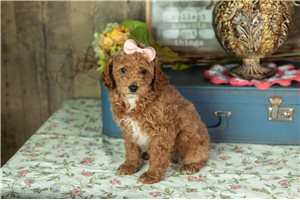 Chastity - puppy for sale