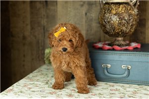 Britt - Labradoodle for sale