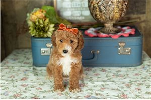 Caitlin - Labradoodle for sale