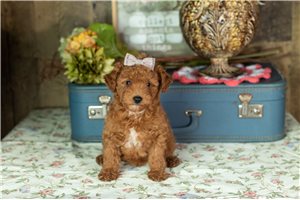 Ciara - puppy for sale