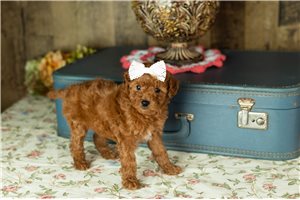 Cynthia - Labradoodle for sale