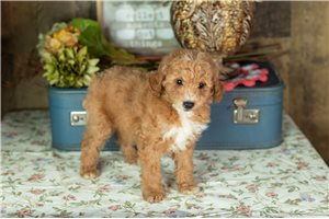 Carlton - Labradoodle for sale