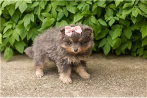 Jenny - puppy for sale