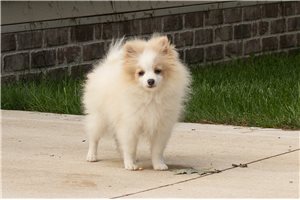 Jabari - Pomeranian for sale