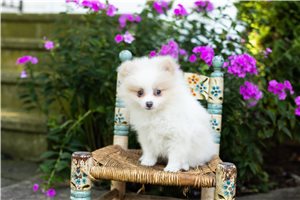 Jabari - puppy for sale