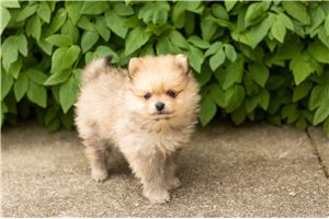 Joshua - Pomeranian for sale
