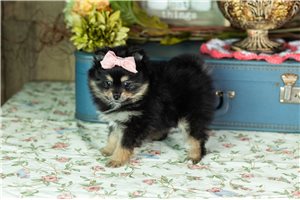 Genesis - puppy for sale