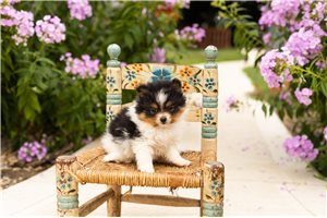 Jada - puppy for sale
