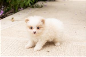 Jabari - Pomeranian for sale