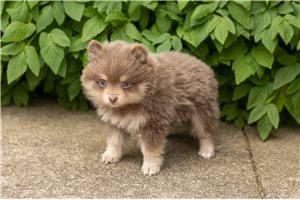 Julian - puppy for sale