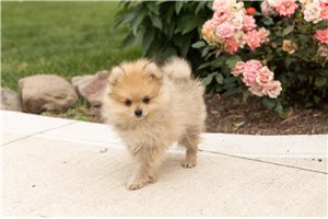 Joshua - Pomeranian for sale