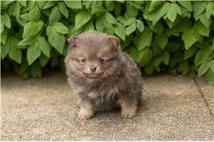 Joseph - puppy for sale