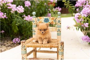 Jackie - puppy for sale