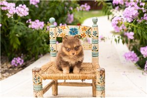 Jamie - Pomeranian for sale