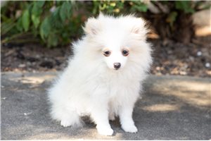 Jabari - Pomeranian for sale