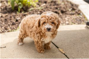 Hank - puppy for sale
