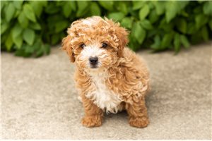 Hank - Poodle, Miniature for sale