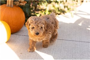 Vito - Miniature Poodle for sale