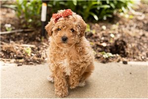 Harper - Poodle, Miniature for sale