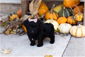 Alexia - Yorkiepoo - Yorkie Poo for sale