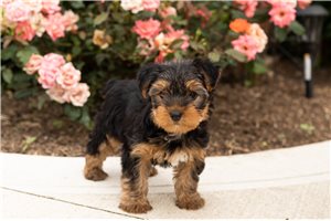 Doc - Yorkshire Terrier - Yorkie for sale