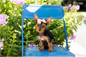 Nikita - Yorkshire Terrier - Yorkie for sale