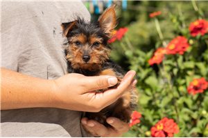 Peggy - Yorkie for sale