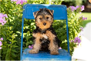 Doc - Yorkshire Terrier - Yorkie for sale