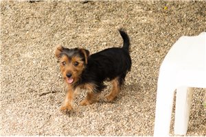 Nila - Yorkshire Terrier - Yorkie for sale