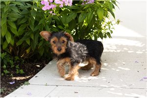 Nila - Yorkshire Terrier - Yorkie for sale