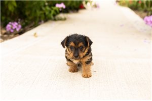 Izzy - puppy for sale