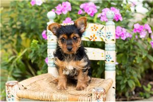 Piper - puppy for sale