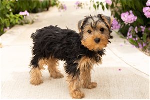 Doc - Yorkshire Terrier - Yorkie for sale
