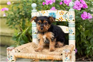 Peggy - puppy for sale