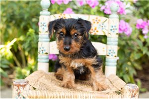 Parker - Yorkshire Terrier - Yorkie for sale